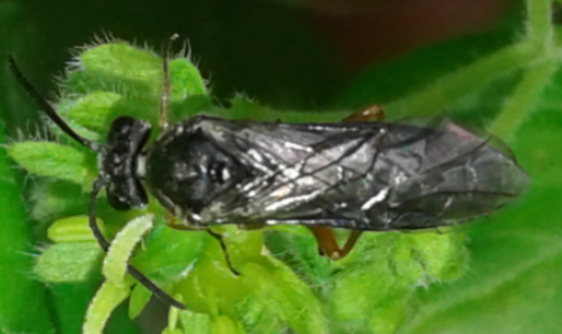 Tenthredinidae 1 da ID